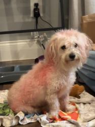 Found/Stray Male Dog last seen South Deshon, DeKalb County, GA 30087