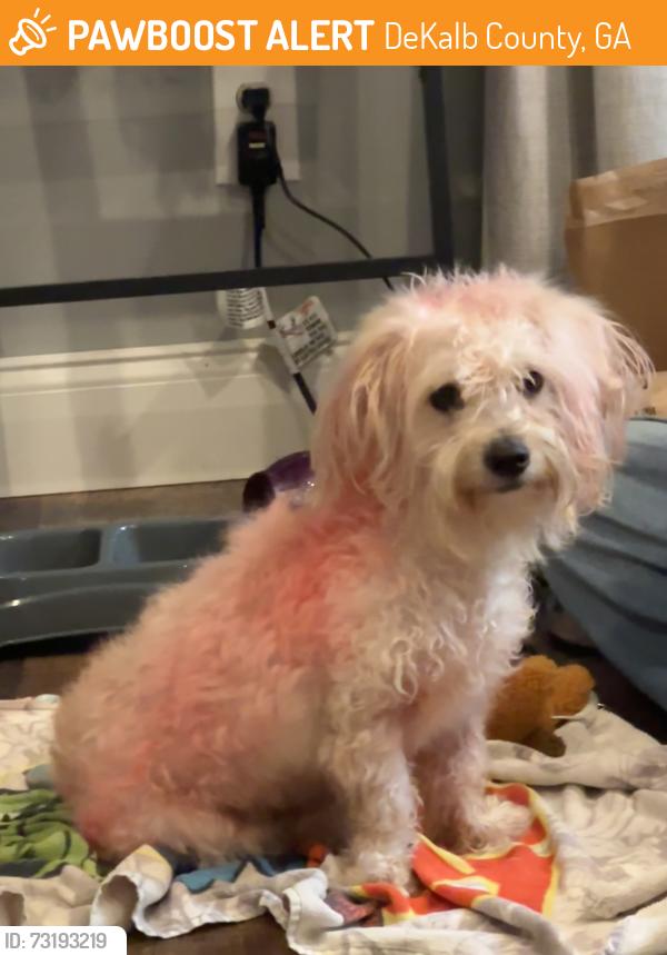 Found/Stray Male Dog last seen South Deshon, DeKalb County, GA 30087