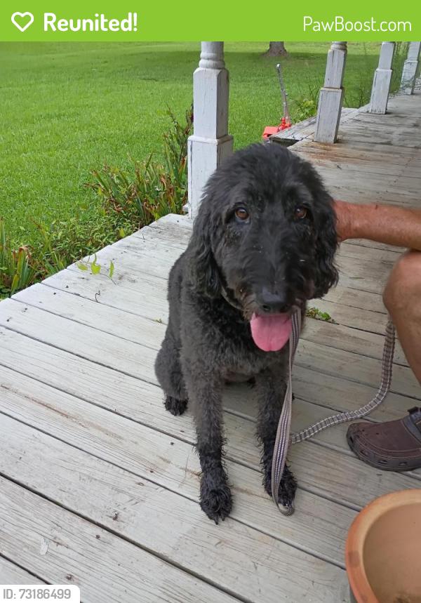Reunited Female Dog last seen Mount Carmel Rd, Henry County, GA 30228