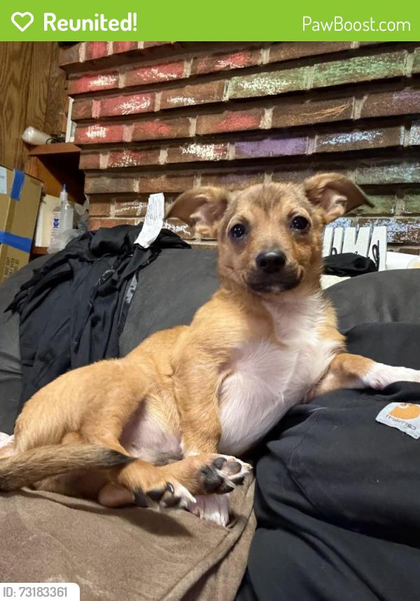 Reunited Male Dog last seen Near jefferson river rd, Athens, GA 30607