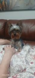 Reunited Female Dog last seen Between Brinkman and Pinemont, Houston, TX 77018