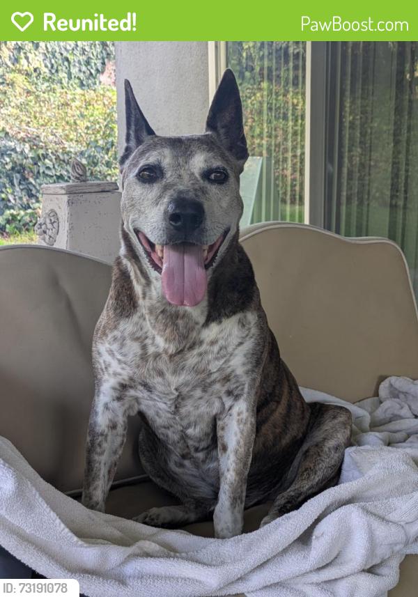 Reunited Male Dog last seen Elsinore Road near Andulka Park, Riverside, CA 92506