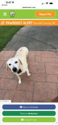 Reunited Male Dog last seen Cool springs/Dickens road, Harnett County, NC 27505