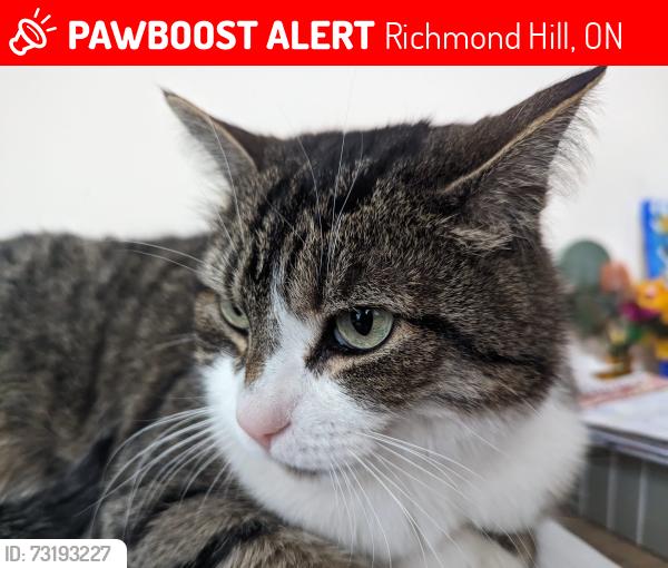 Lost Male Cat last seen Verdi Rd and Kellogg Cres, Richmond Hill, ON 