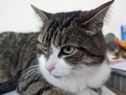 Lost Male Cat last seen Verdi Rd and Kellogg Cres, Richmond Hill, ON 