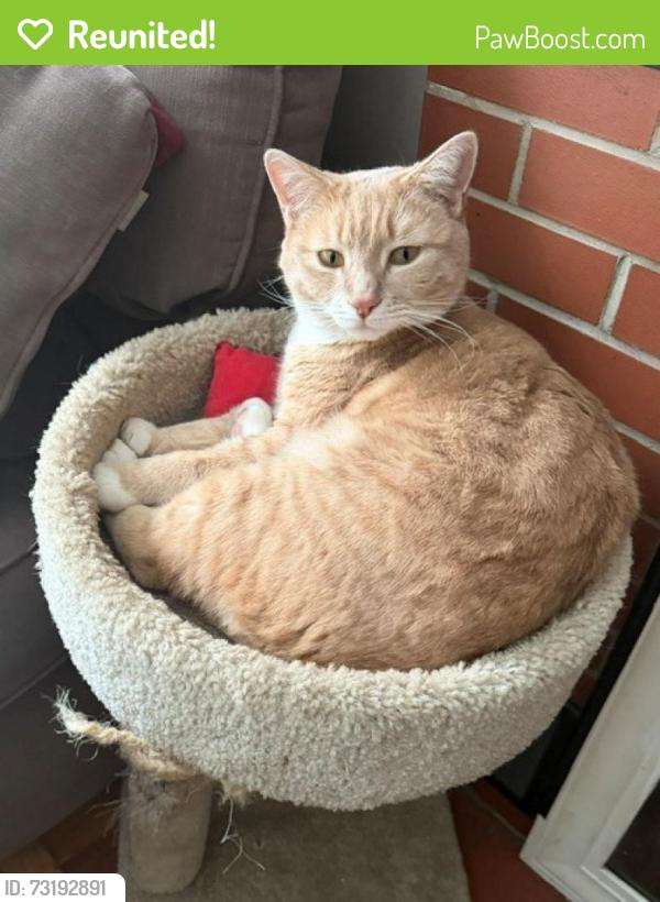 Reunited Male Cat last seen Erksine and Stetson, Manchester, NH 03104
