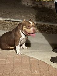 Reunited Male Dog last seen 4th St in South Colton, Colton, CA 92324