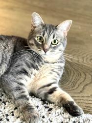 Reunited Female Cat last seen N Haight and N Emerson St, Portland, OR 97217