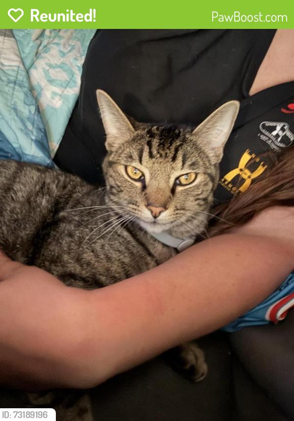 Reunited Male Cat last seen Ray white, Keller, TX 76244