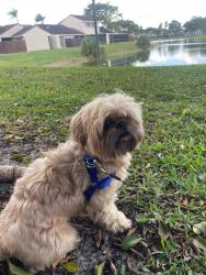 Lost Male Dog last seen 189th street, Miami Gardens, FL 33015