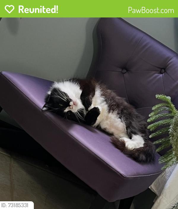 Reunited Male Cat last seen Oak Tree and Highview Cir, Chattanooga, TN 37415