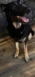 Found/Stray Male Dog last seen Located on S Ellicott Hwy between Farmer and Drennan, El Paso County, CO 80808