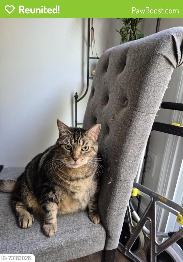 Reunited Female Cat last seen Campbell Court, Sudley, VA 20109