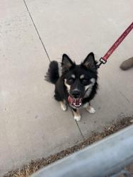 Reunited Male Dog last seen Trinidad St / 37th St Evans, Co, Evans, CO 80620