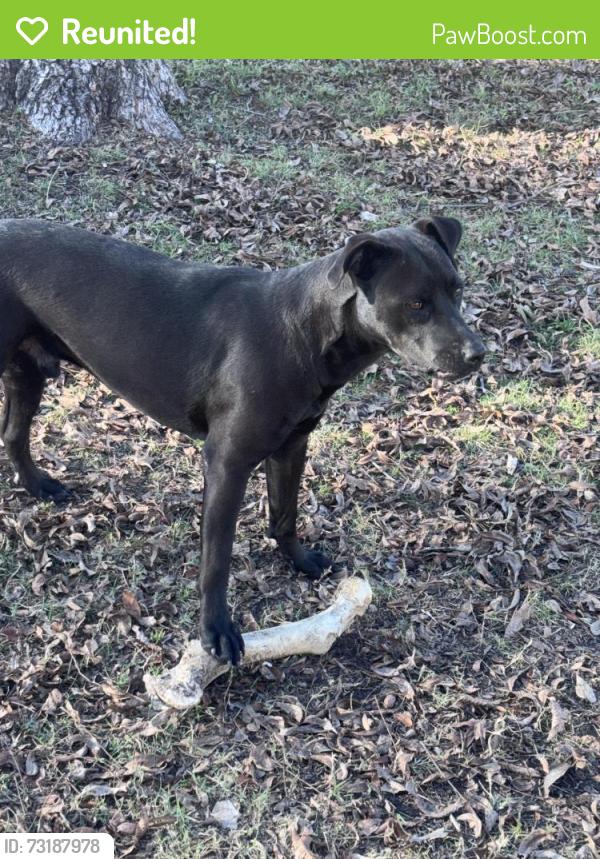 Reunited Male Dog last seen Jones Street and Moulton Street, Greenville, TX 75402