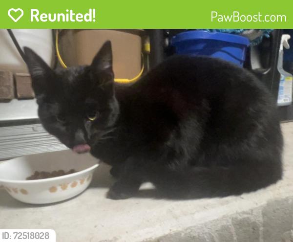 Reunited Female Cat last seen hosp drive/downing, Angleton, TX 77515