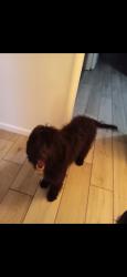 Lost Male Dog last seen Union Ave, Bakersfield, CA 93301