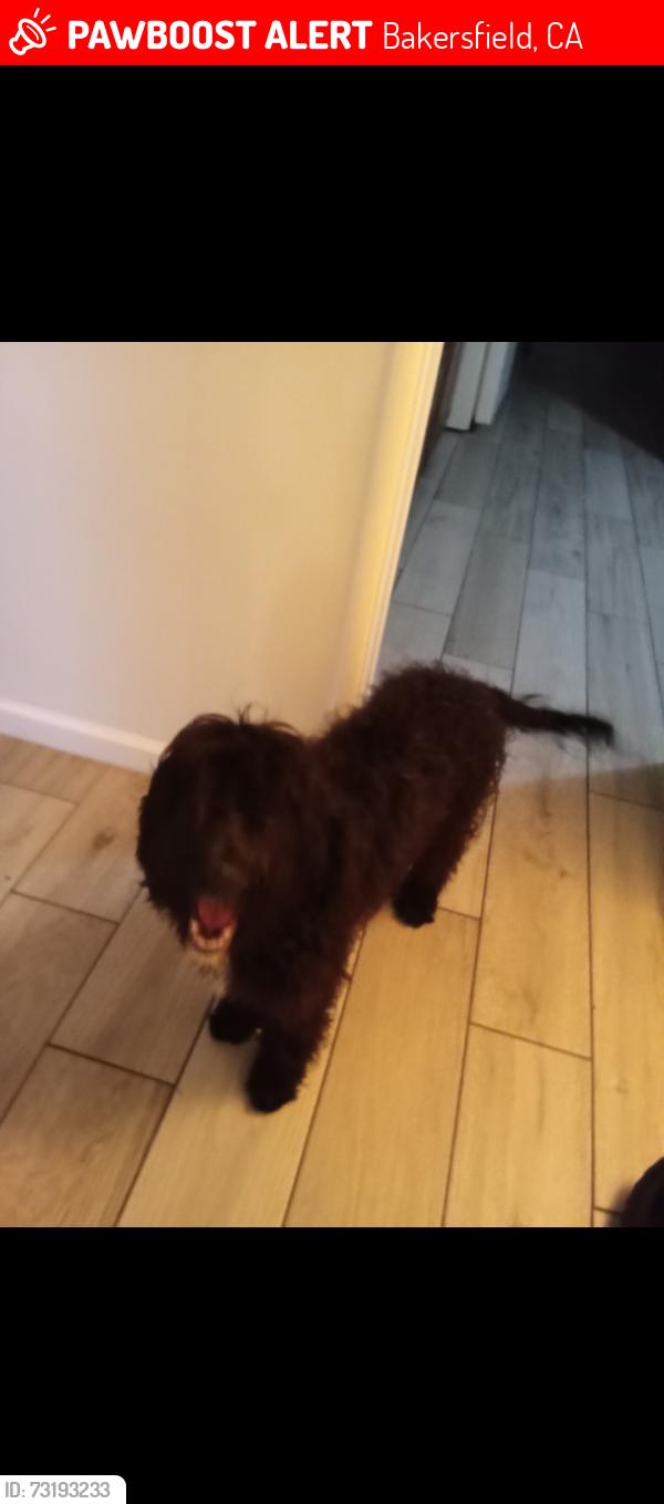 Lost Male Dog last seen Union Ave, Bakersfield, CA 93301