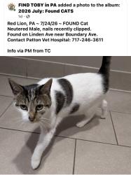 Found/Stray Male Cat last seen Linden Avenue and Broadway Red Lion, Pa, Red Lion, PA 17356