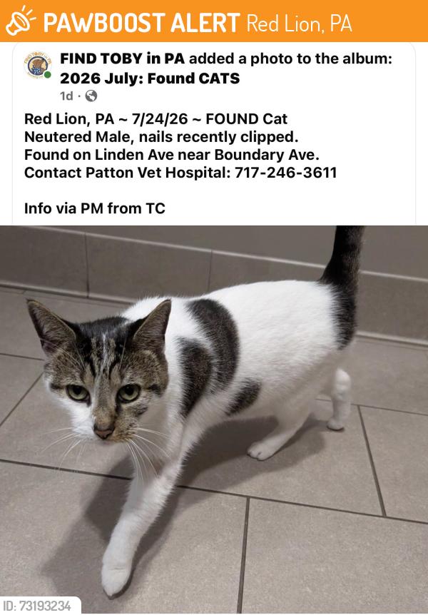 Found/Stray Male Cat last seen Linden Avenue and Broadway Red Lion, Pa, Red Lion, PA 17356
