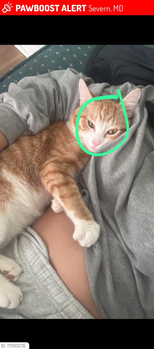 Lost Male Cat last seen Severn, Severn, MD 21144