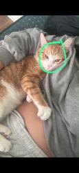 Lost Male Cat last seen Severn, Severn, MD 21144