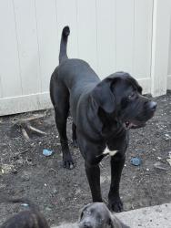 Lost Male Dog last seen Riverdale, Riverdale, IL 60827