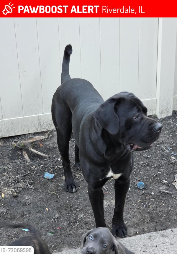Lost Male Dog last seen Riverdale, Riverdale, IL 60827