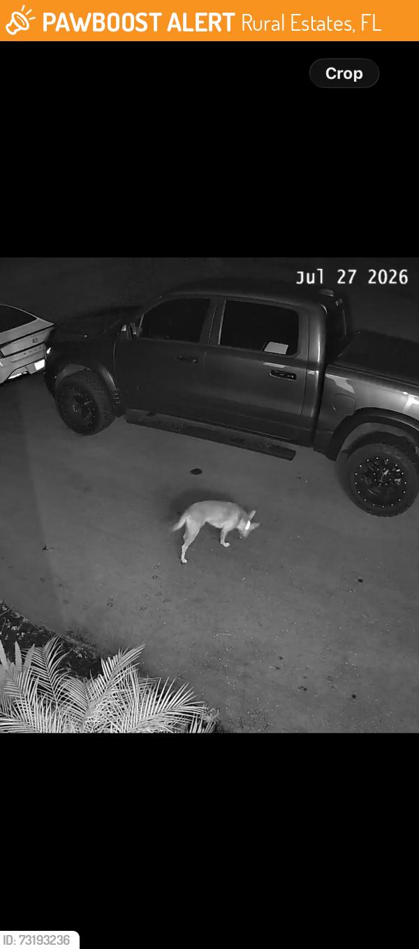 Found/Stray Unknown Dog last seen 22nd ave se off of desoto BLVD in golden gate ests, Rural Estates, FL 34117