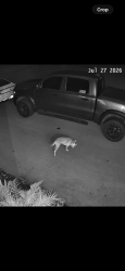 Found/Stray Unknown Dog last seen 22nd ave se off of desoto BLVD in golden gate ests, Rural Estates, FL 34117
