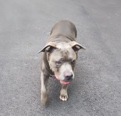 Found/Stray Female Dog last seen Lea Road and North Concord Rd, Chattanooga, TN 37421