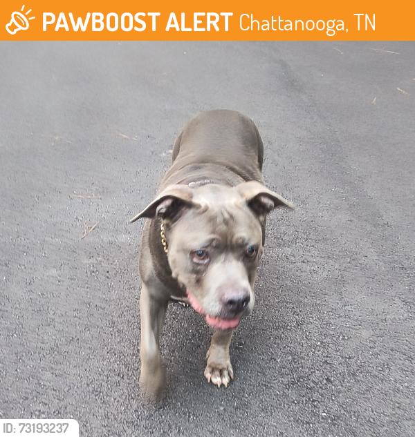 Found/Stray Female Dog last seen Lea Road and North Concord Rd, Chattanooga, TN 37421