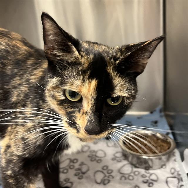 Shelter Stray Female Cat last seen Near, 2600 S Harding St, Indianapolis, IN 46221, USA