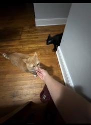 Reunited Male Cat last seen Quinnford blvd north chesterfield, Bellwood, VA 23237