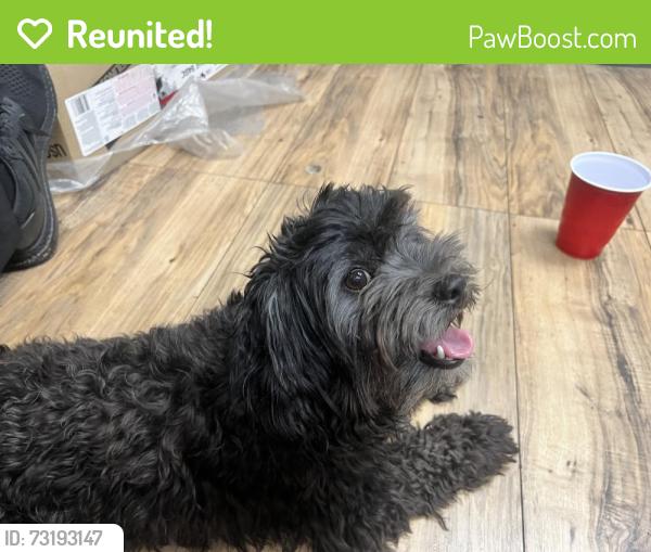 Reunited Female Dog last seen Tropicana and Jones, Las Vegas, NV 89103