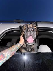 Found/Stray Unknown Dog last seen McDonald's 29th and Douglas, Oklahoma City, OK 73130