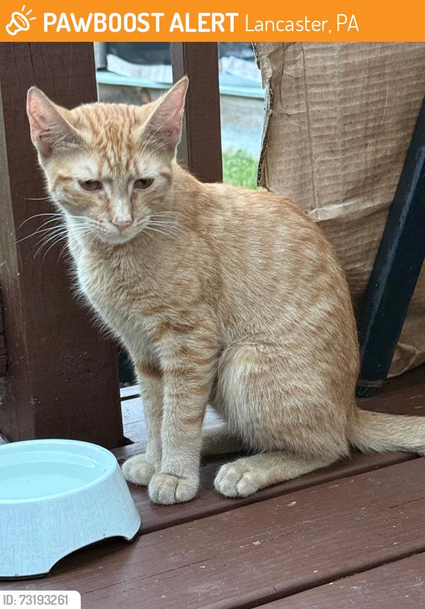 Found/Stray Male Cat last seen Kent shire drive, Lancaster, PA 17603