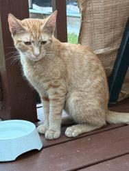 Found/Stray Male Cat last seen Kent shire drive, Lancaster, PA 17603