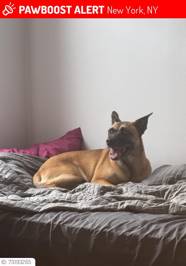 Lost Female Dog last seen 145th street and Edgecombe, New York, NY 10030