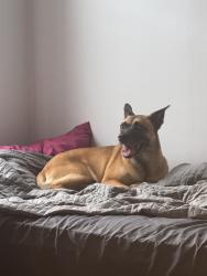 Lost Female Dog last seen 145th street and Edgecombe, New York, NY 10030