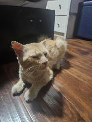 Reunited Male Cat last seen South State College, Anaheim, CA 92806