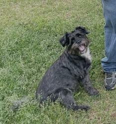 Lost Male Dog last seen Kiawah Road, Columbia, SC 29212