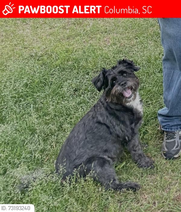 Lost Male Dog last seen Kiawah Road, Columbia, SC 29212