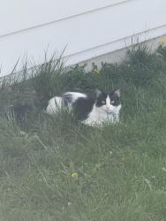 Lost Male Cat last seen High Rock Way, Sparks, NV 89431