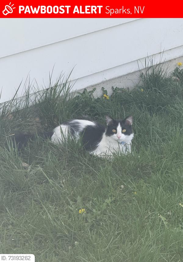 Lost Male Cat last seen High Rock Way, Sparks, NV 89431