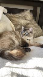 Lost Male Cat last seen Battam road, Gregory Hills, NSW 2557
