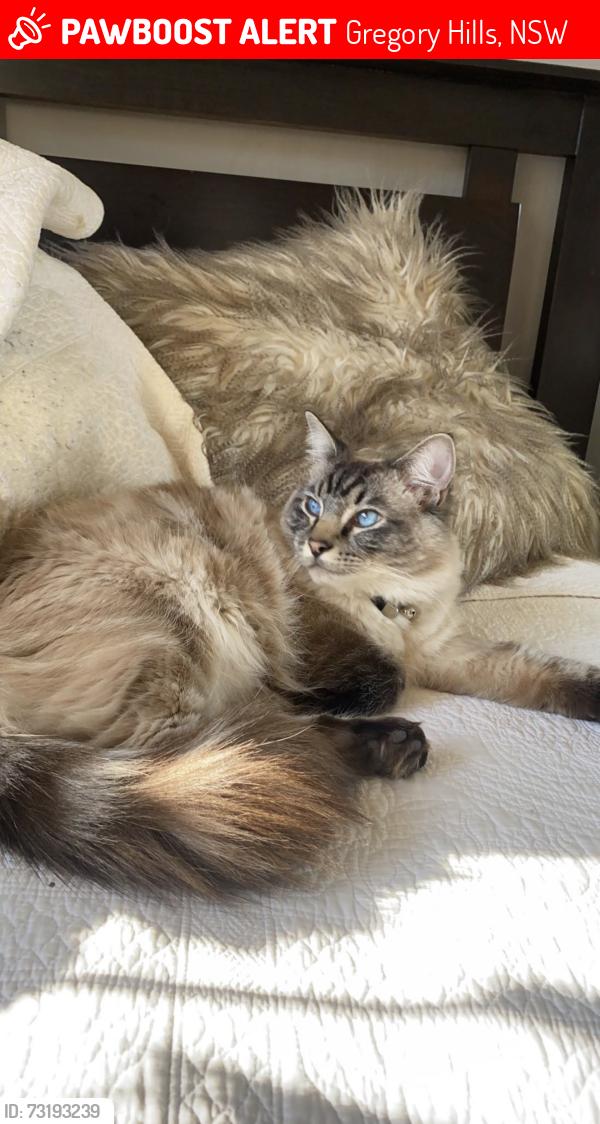 Lost Male Cat last seen Battam road, Gregory Hills, NSW 2557