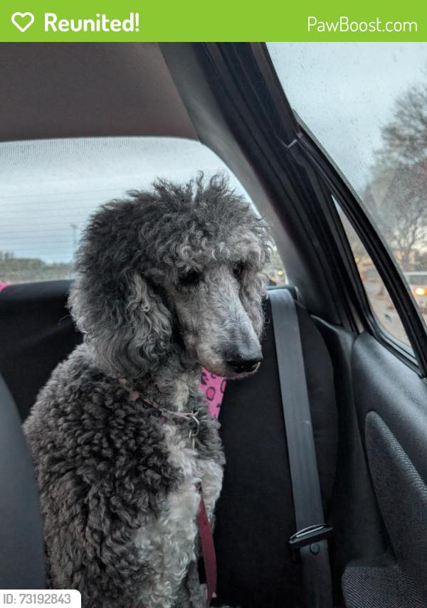 Reunited Female Dog last seen Bentley ave and Ashland, Fort Worth, TX 76137