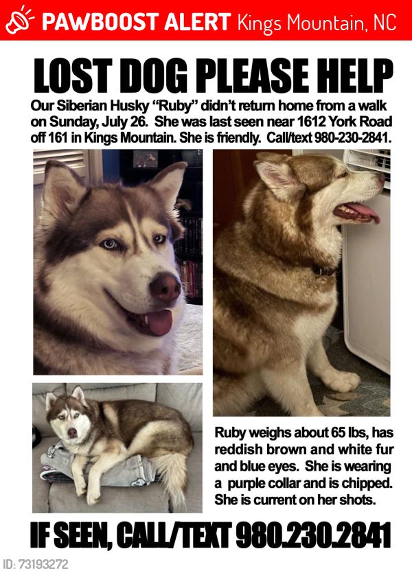 Lost Female Dog last seen Near York Road, Kings Mountain, NC 28086