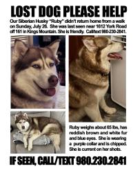 Lost Female Dog last seen Near York Road, Kings Mountain, NC 28086